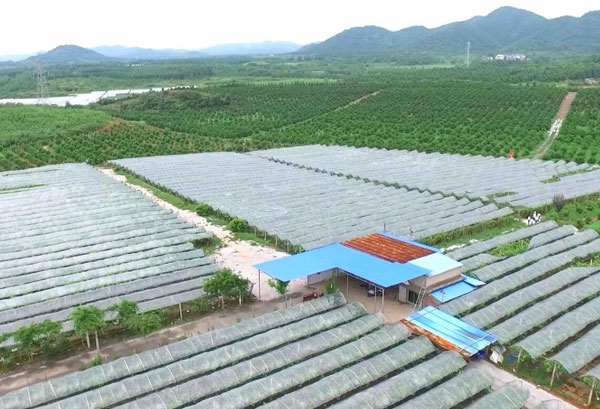 粤岗合作蔬菜种植基地-深圳市粤岗餐饮管理有限公司