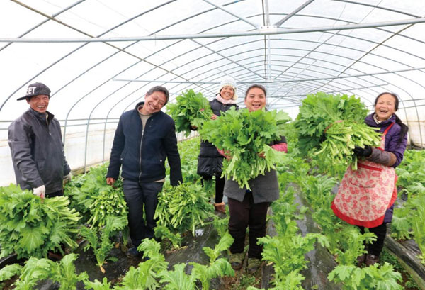 粤岗合作蔬菜种植基地-深圳市粤岗餐饮管理有限公司