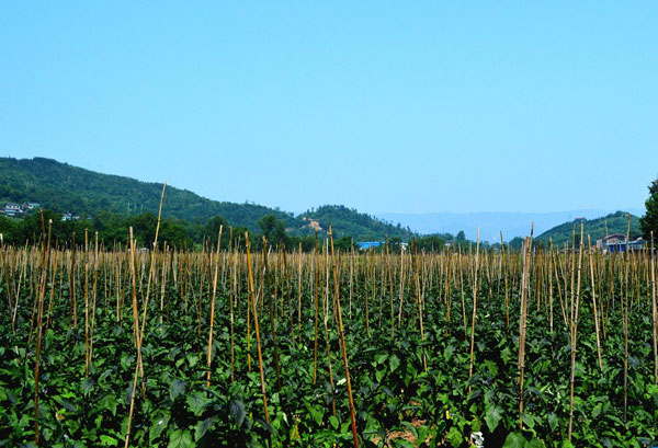 粤岗合作蔬菜种植基地