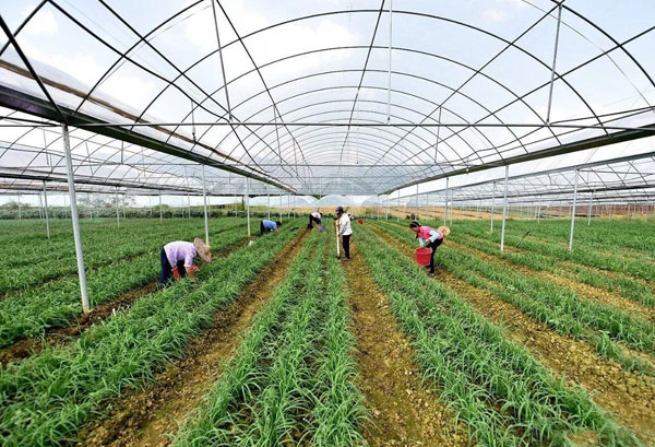 粤岗合作蔬菜种植基地