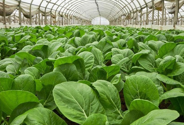 粤岗合作蔬菜种植基地-深圳市粤岗餐饮管理有限公司